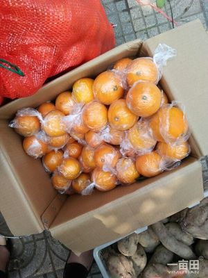 臍橙湖南邵陽(yáng)新寧縣_批發(fā)_供應(yīng)-一畝田農(nóng)業(yè)網(wǎng)_專業(yè)的農(nóng)產(chǎn)品信息商務(wù)平臺(tái)